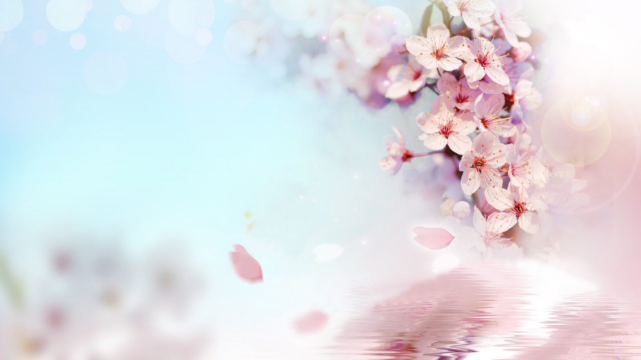 Pink Cherry Blossom in Close up Photography. Wallpaper in 1280x720 Resolution