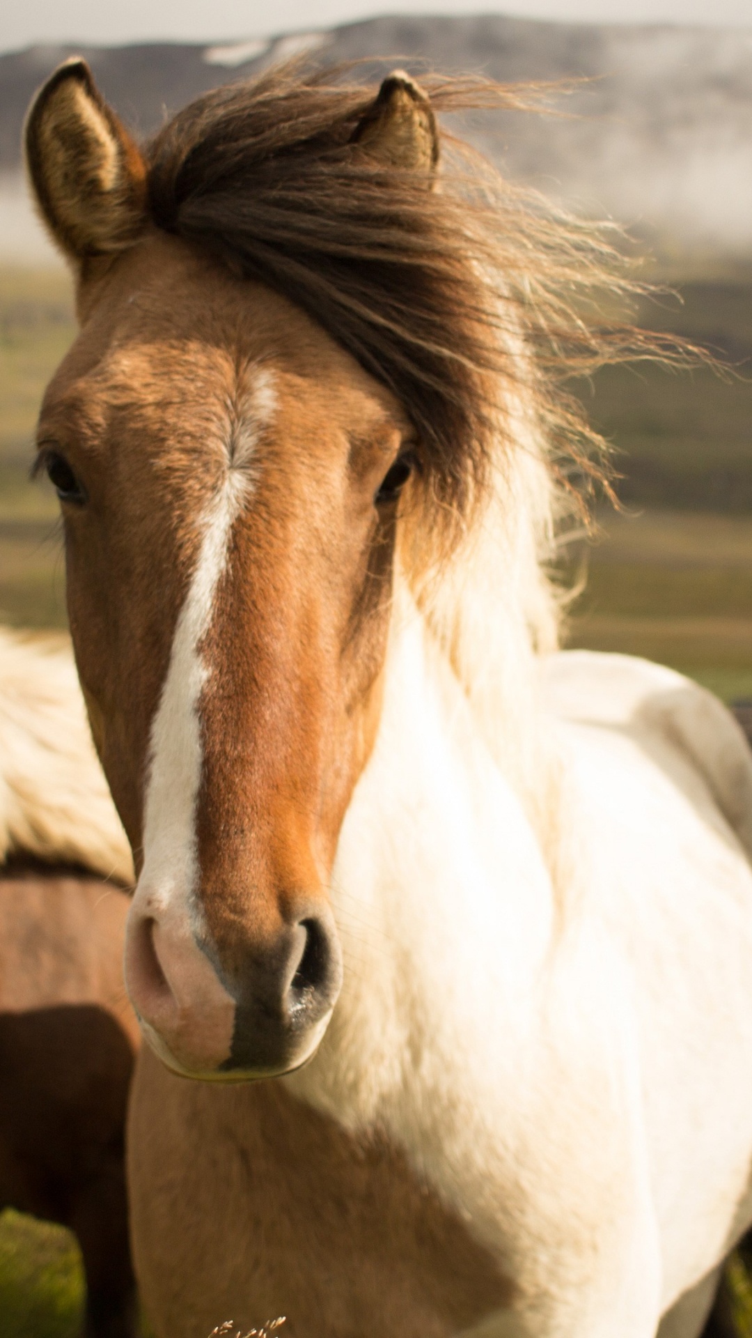 Icelandic Horse, Iceland, Pony, Horse, Ecoregion. Wallpaper in 1080x1920 Resolution