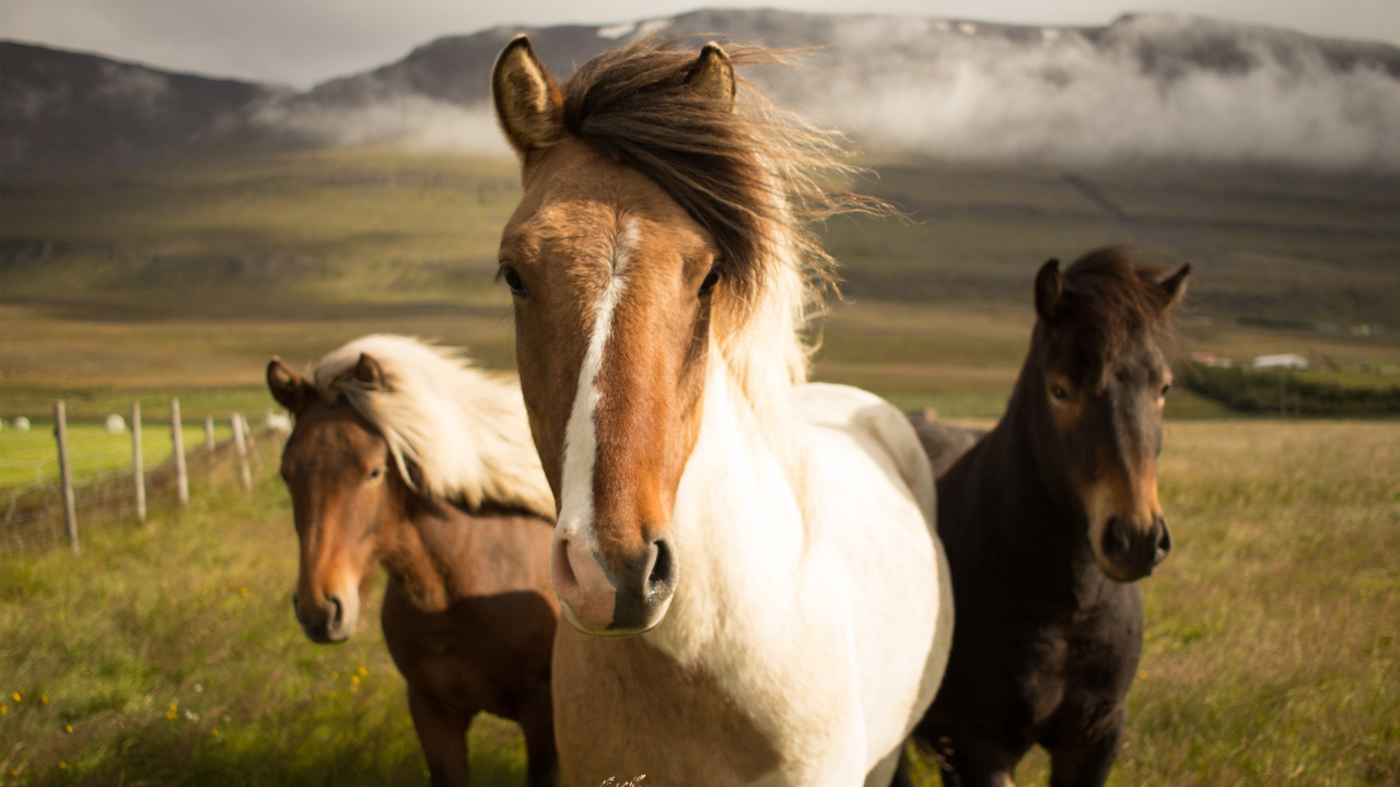 Islandpferde, Island, Pony, Ökoregion, Naturlandschaft. Wallpaper in 1280x720 Resolution