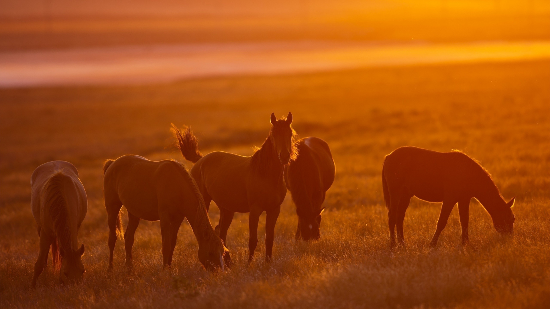 Cheval Brun Sur Terrain D'herbe Verte Pendant le Coucher du Soleil. Wallpaper in 1920x1080 Resolution