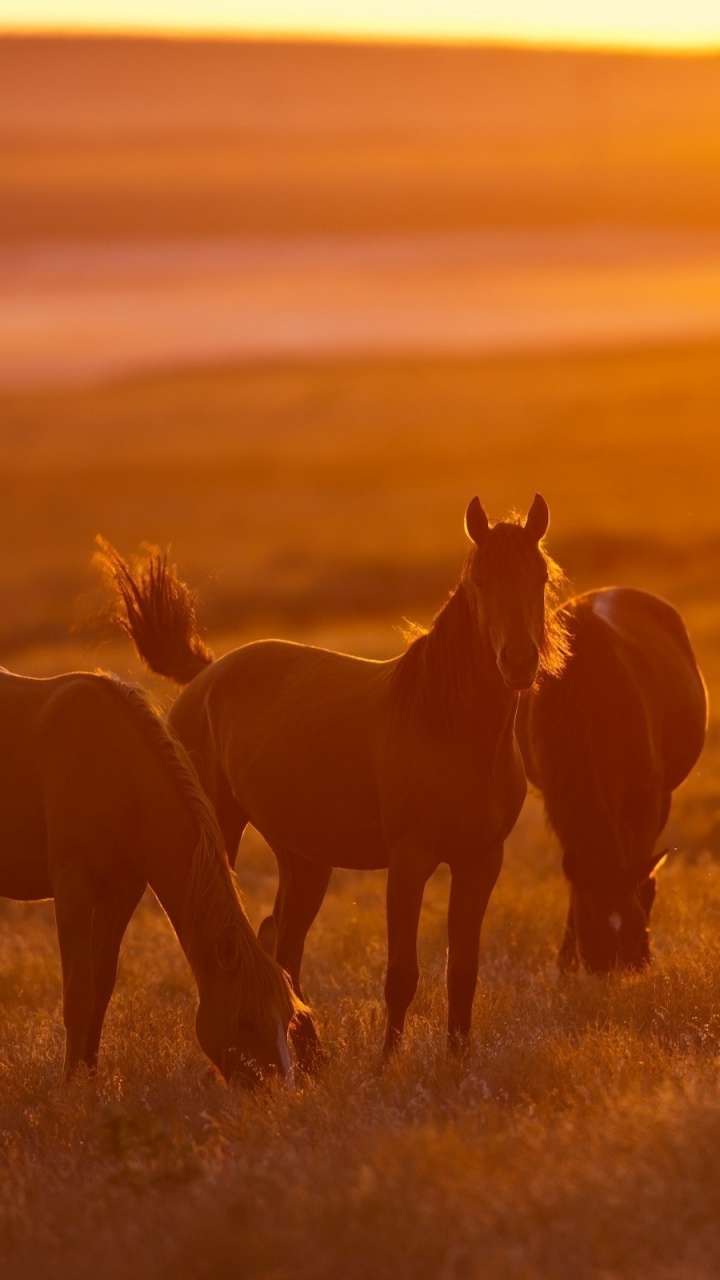 Brown Horse on Green Grass Field During Sunset. Wallpaper in 720x1280 Resolution