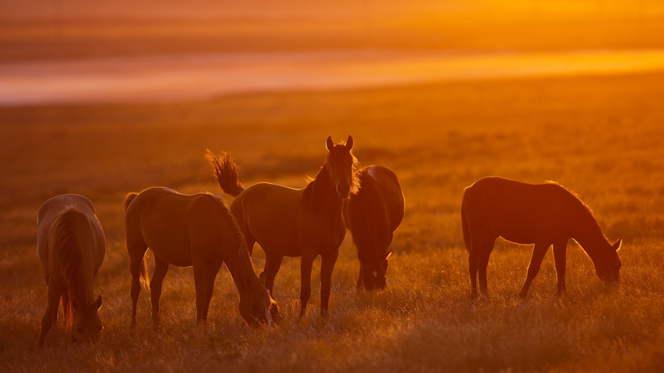 Braunes Pferd Auf Grüner Wiese Bei Sonnenuntergang. Wallpaper in 1366x768 Resolution