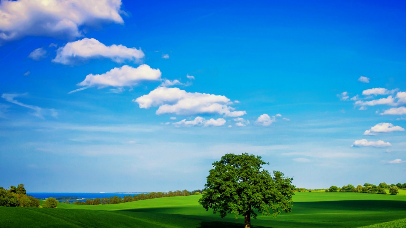 Árbol Verde en el Campo de Hierba Verde Bajo un Cielo Azul Durante el Día. Wallpaper in 1366x768 Resolution
