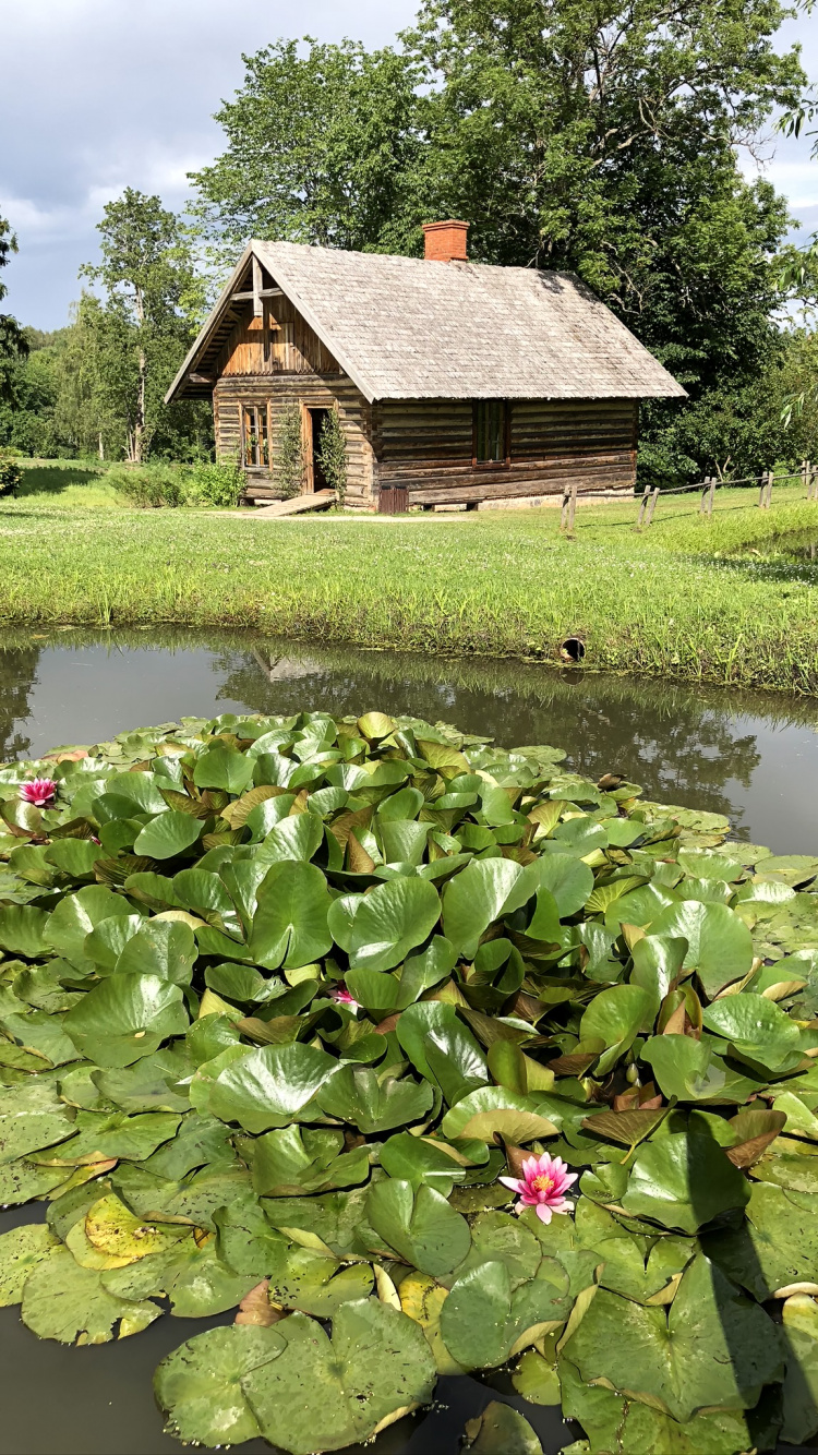 Flower, Botanical Garden, Body of Water, Plant, Aquatic Plant. Wallpaper in 750x1334 Resolution
