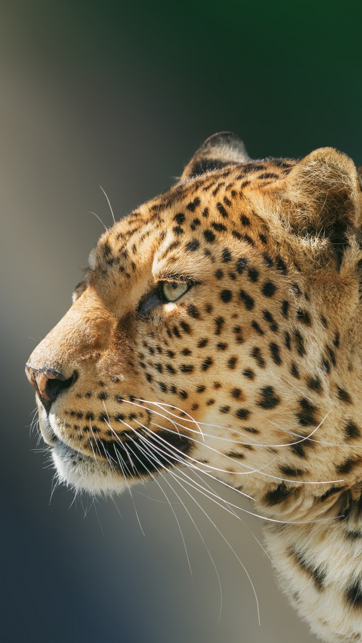 Brauner Und Schwarzer Leopard in Nahaufnahme. Wallpaper in 720x1280 Resolution