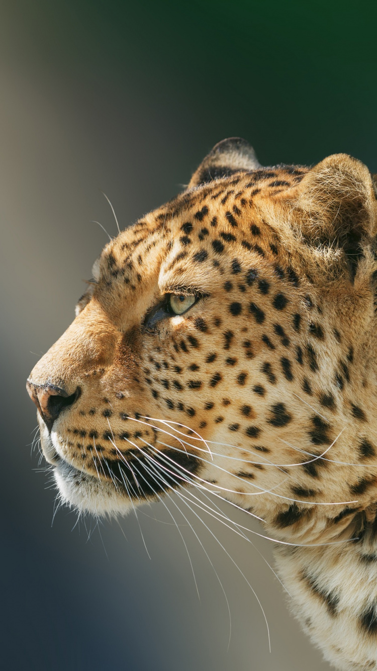 Brauner Und Schwarzer Leopard in Nahaufnahme. Wallpaper in 750x1334 Resolution