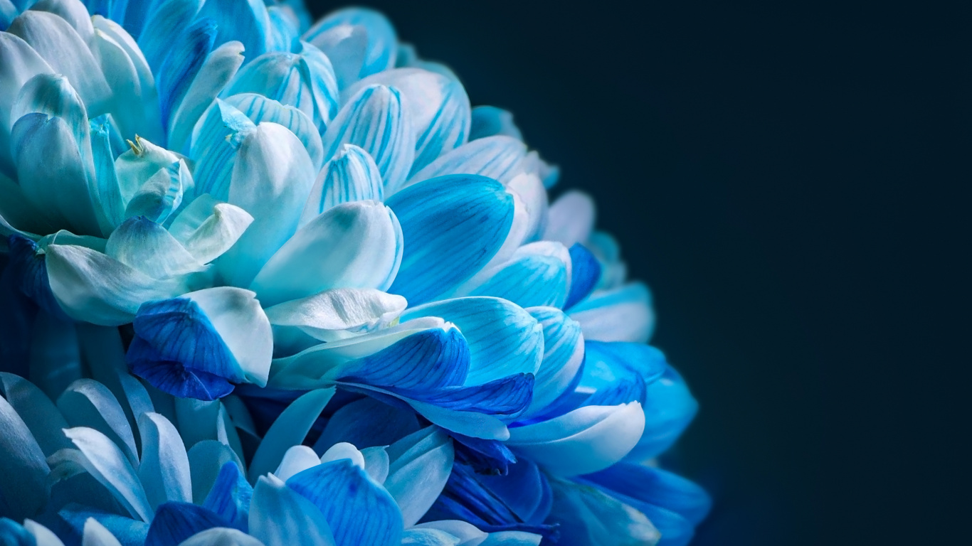 Girasol, Honor, Xiaomi, Comunidad Xiaomi, Smartphone. Wallpaper in 1366x768 Resolution