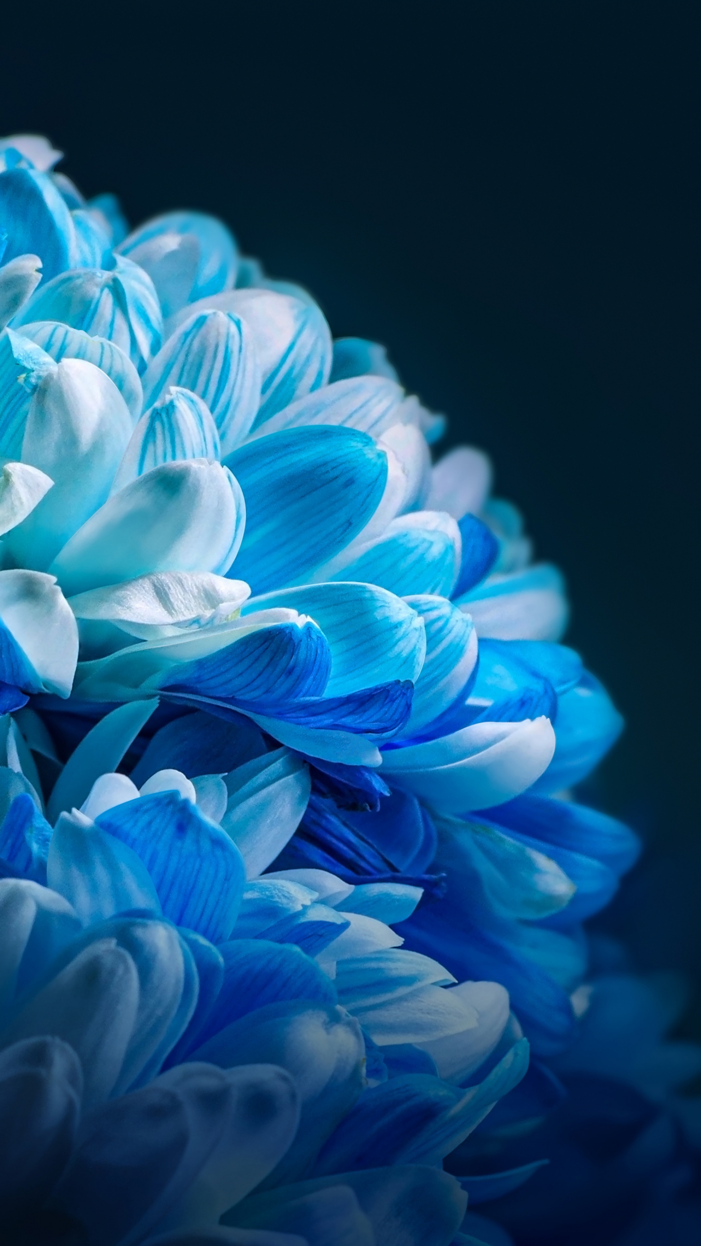 Girasol, Honor, Xiaomi, Comunidad Xiaomi, Smartphone. Wallpaper in 1440x2560 Resolution