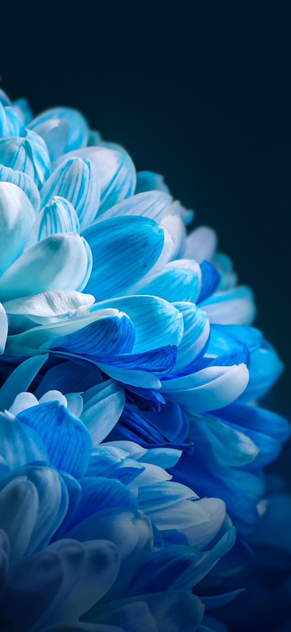 向日葵, Xiaomi, 智能手机, 荣誉80, Azure 壁纸 1125x2436 允许