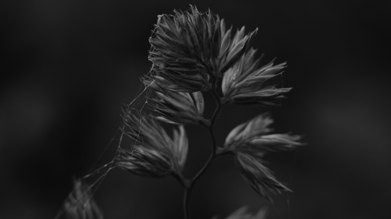 Grayscale Photo of Plant Stem. Wallpaper in 1366x768 Resolution