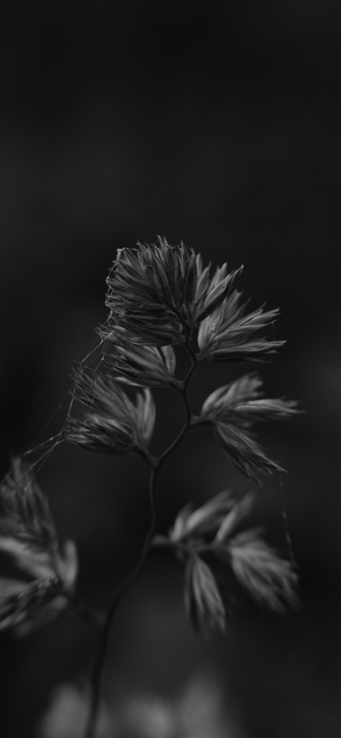 Photo en Niveaux de Gris D'une Tige de Plante. Wallpaper in 1125x2436 Resolution