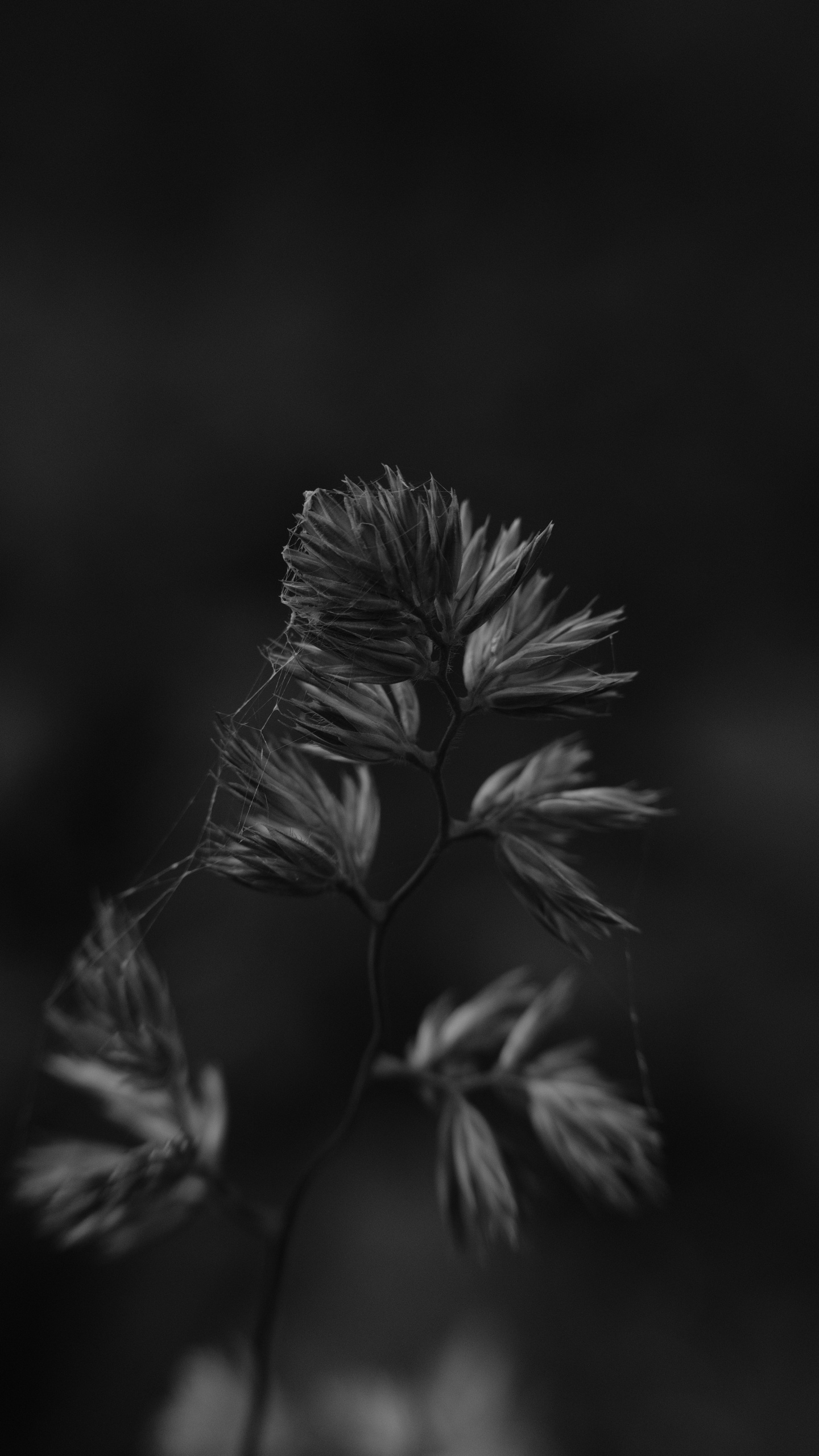 Photo en Niveaux de Gris D'une Tige de Plante. Wallpaper in 1440x2560 Resolution