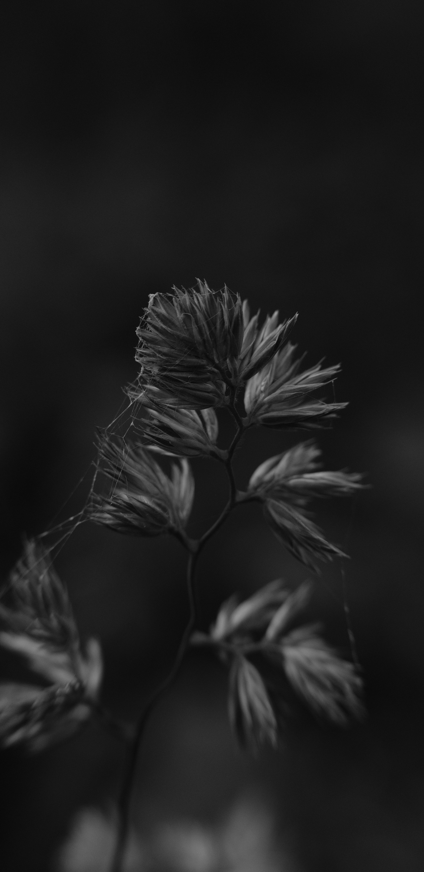 Photo en Niveaux de Gris D'une Tige de Plante. Wallpaper in 1440x2960 Resolution