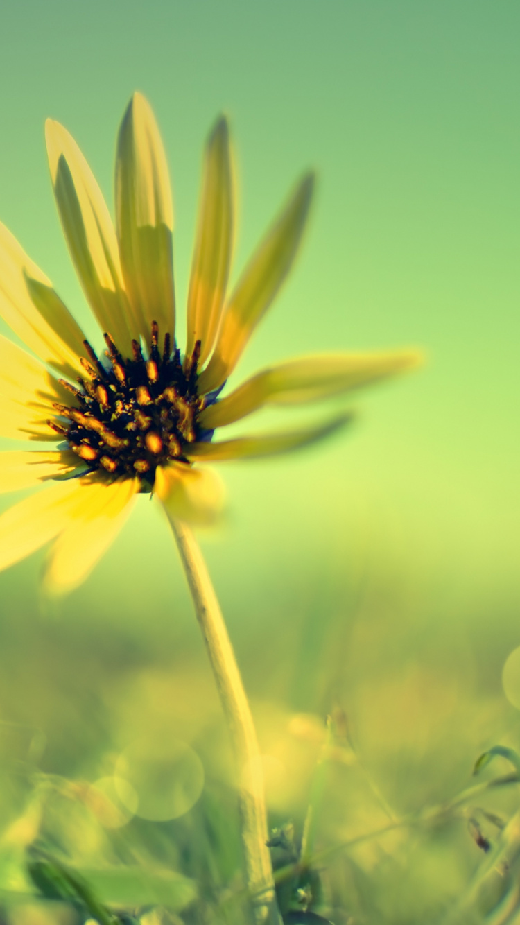 White and Black Flower in Close up Photography. Wallpaper in 750x1334 Resolution
