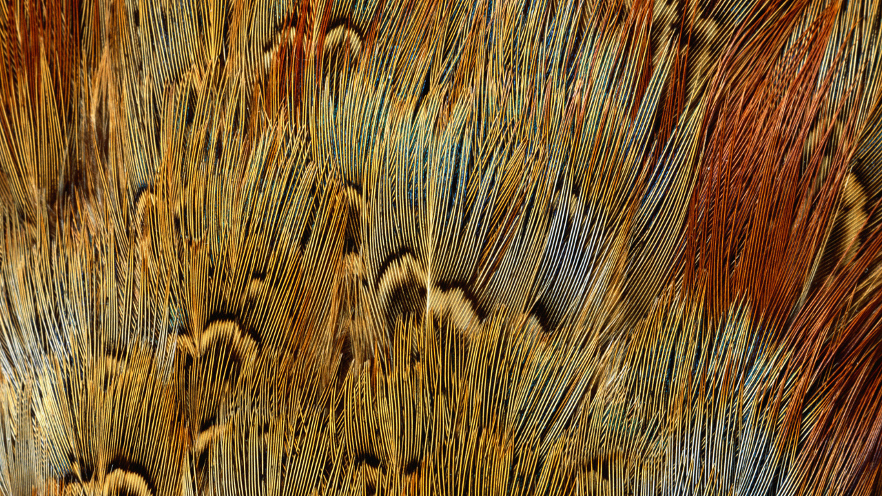 Brown and Black Wheat Field. Wallpaper in 1280x720 Resolution