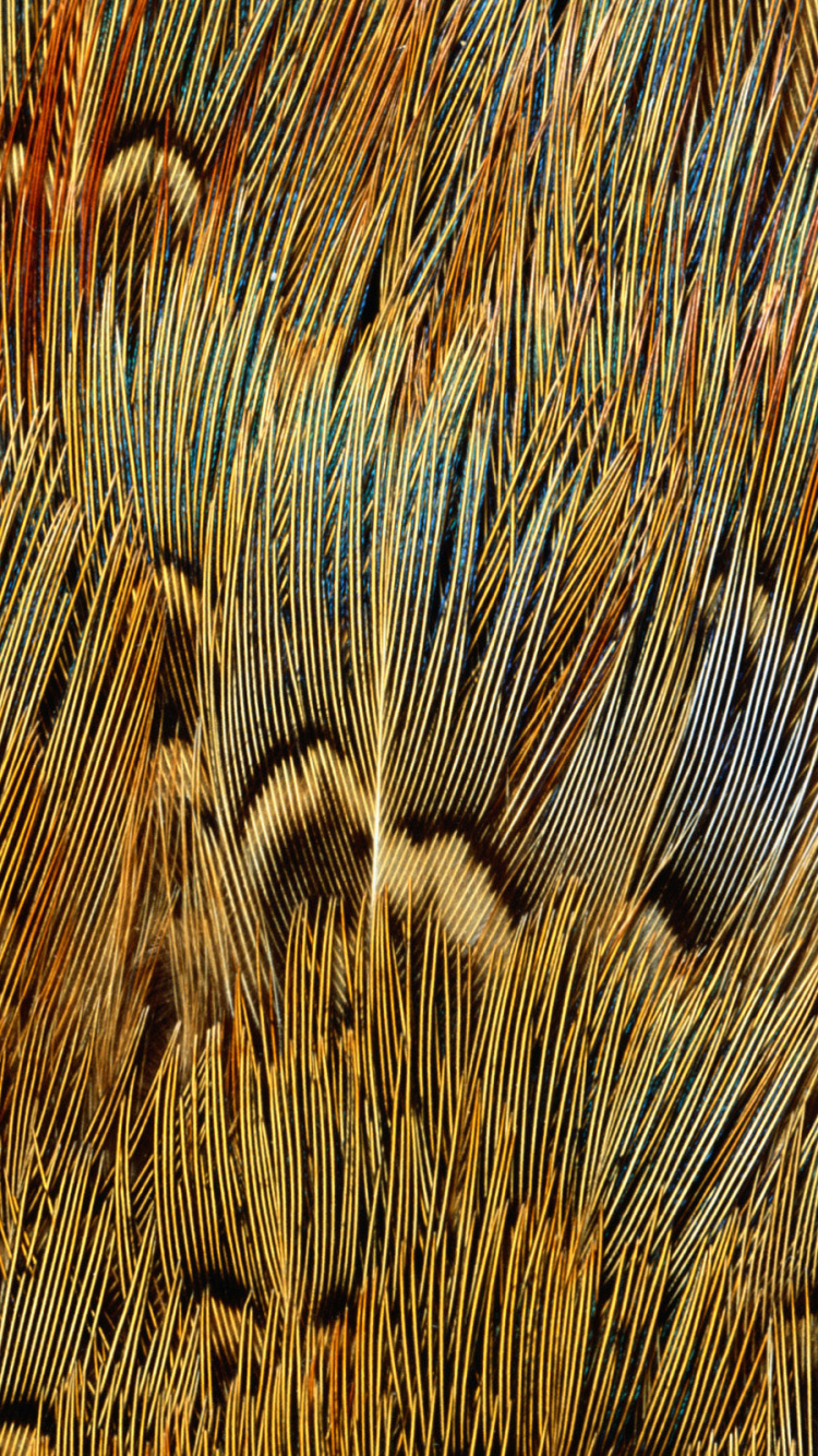 Champ de Blé Brun et Noir. Wallpaper in 750x1334 Resolution