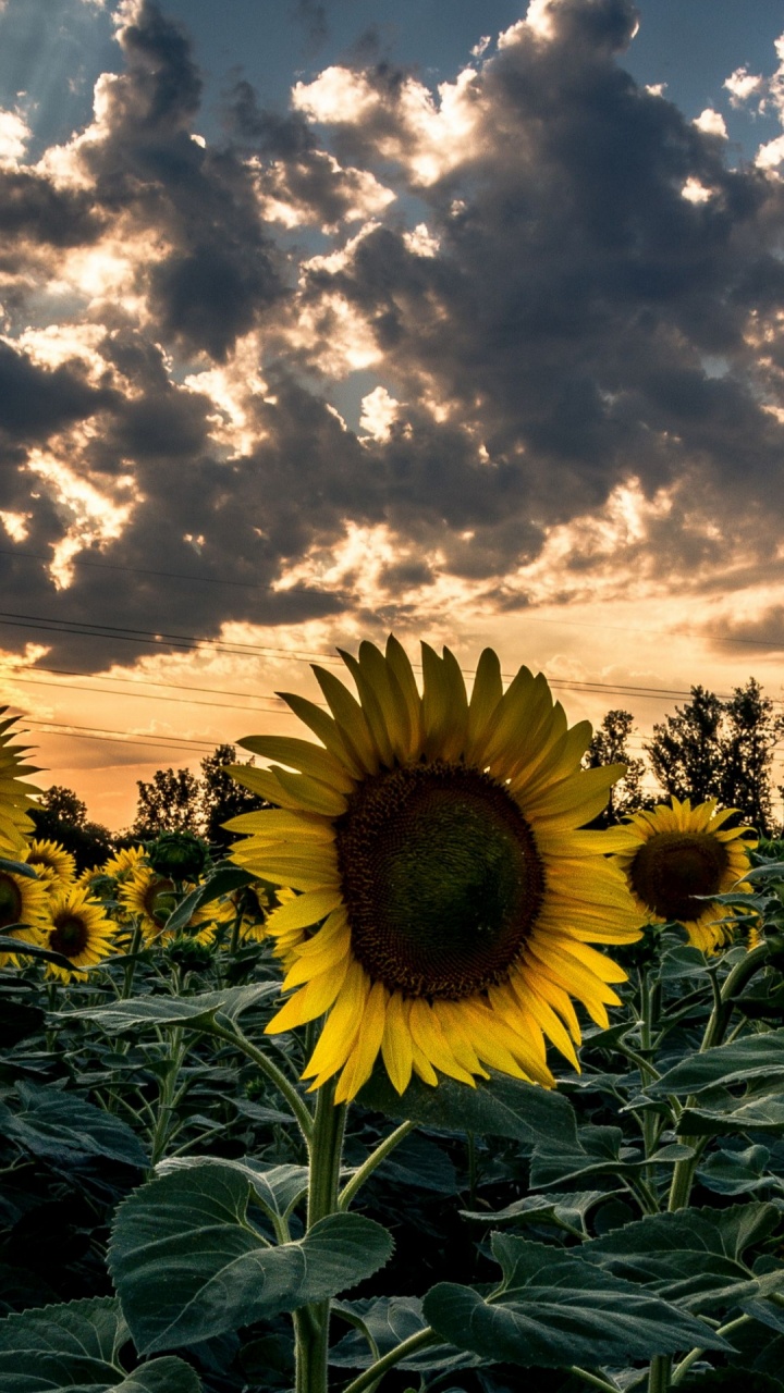 Flower, Cloud, Plant, Petal, Sunlight. Wallpaper in 720x1280 Resolution