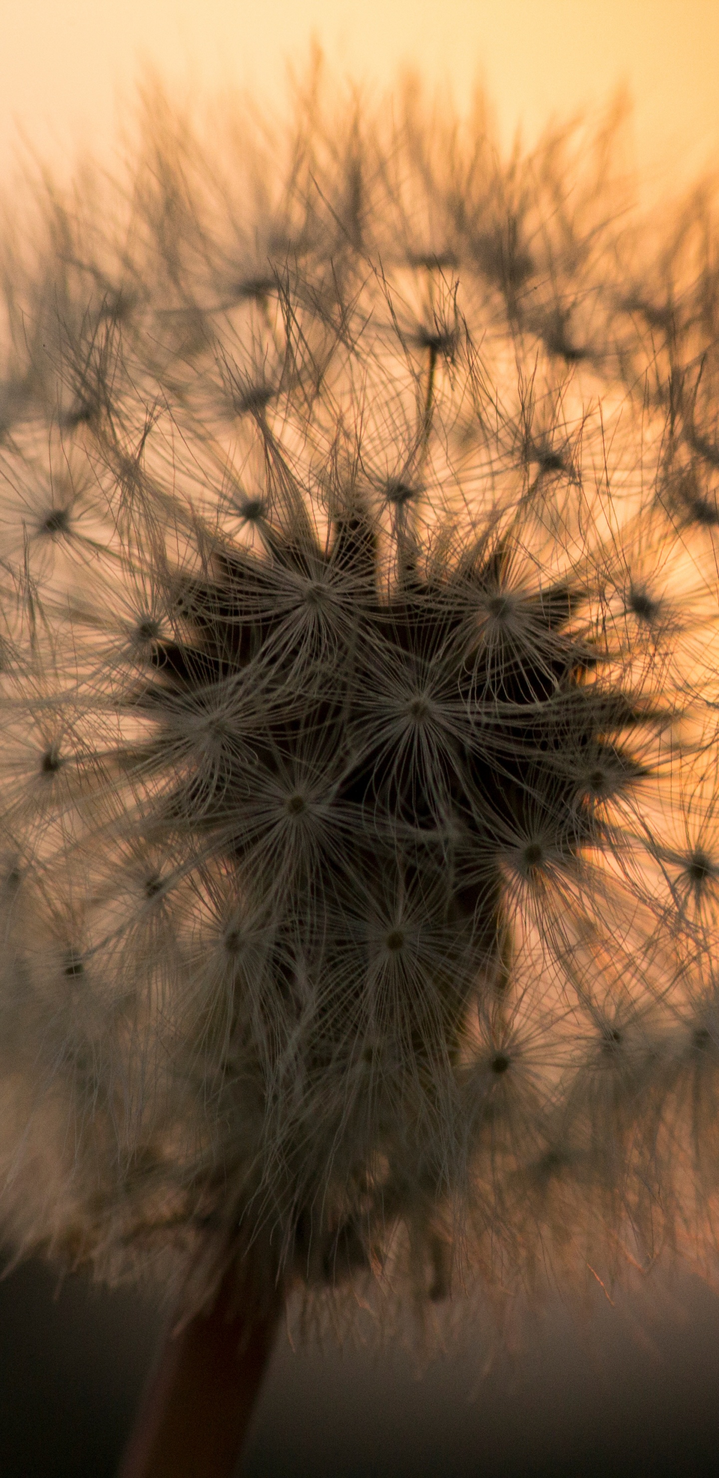 Pissenlit Blanc en Photographie Rapprochée. Wallpaper in 1440x2960 Resolution