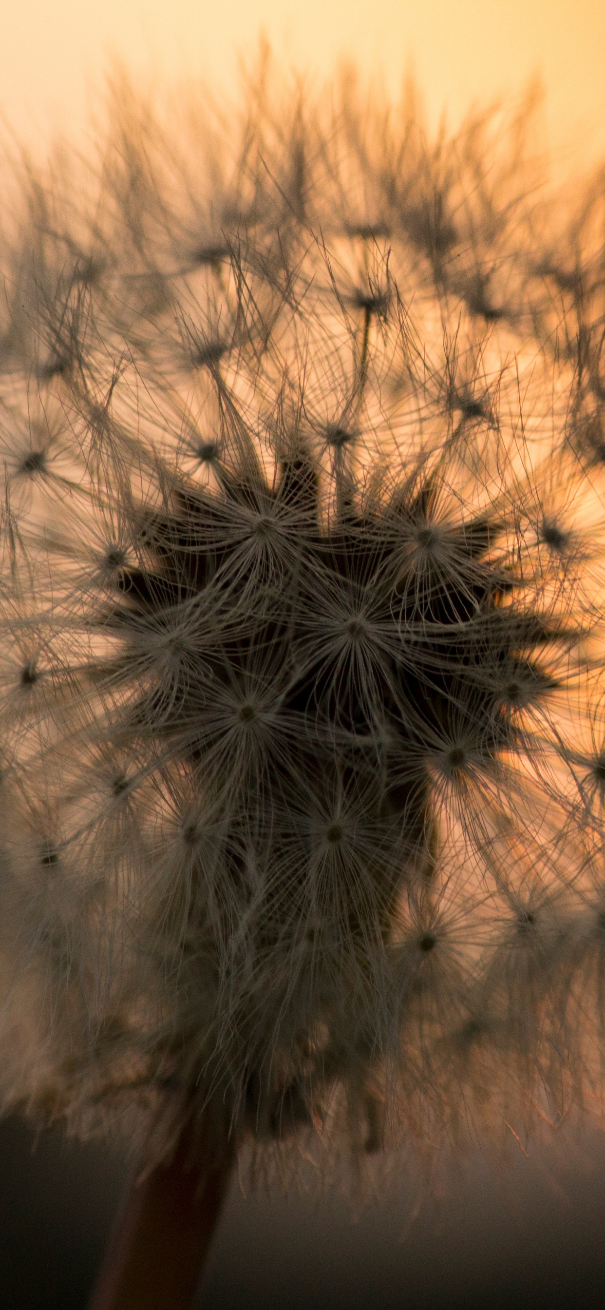 White Dandelion in Close up Photography. Wallpaper in 1242x2688 Resolution