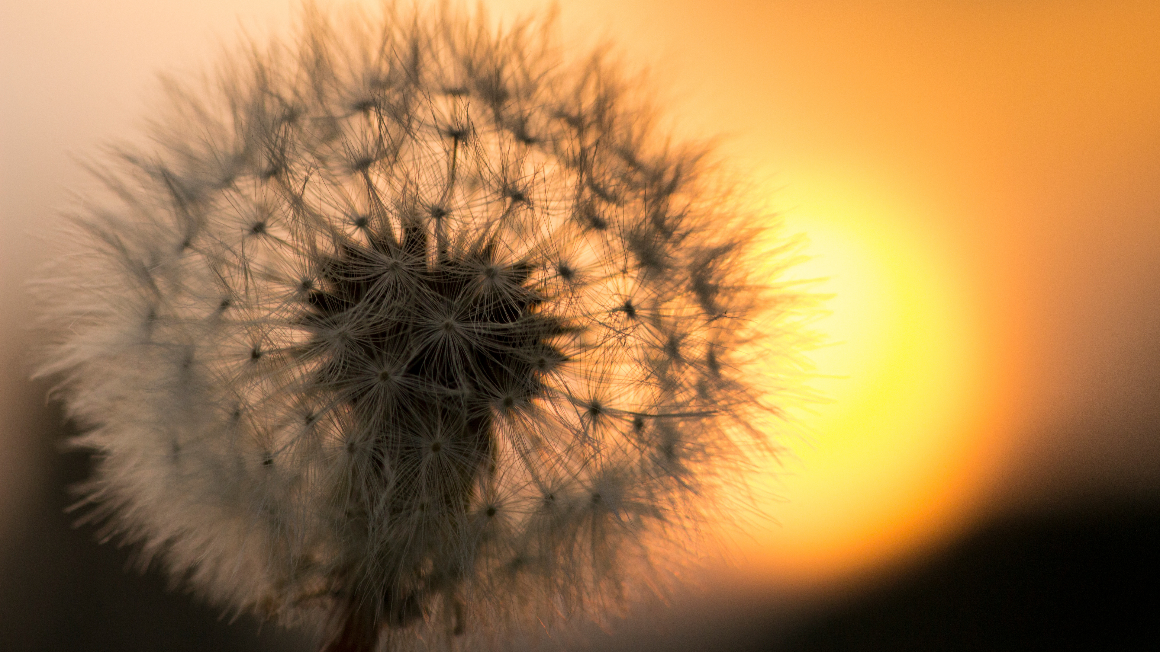 White Dandelion in Close up Photography. Wallpaper in 3840x2160 Resolution