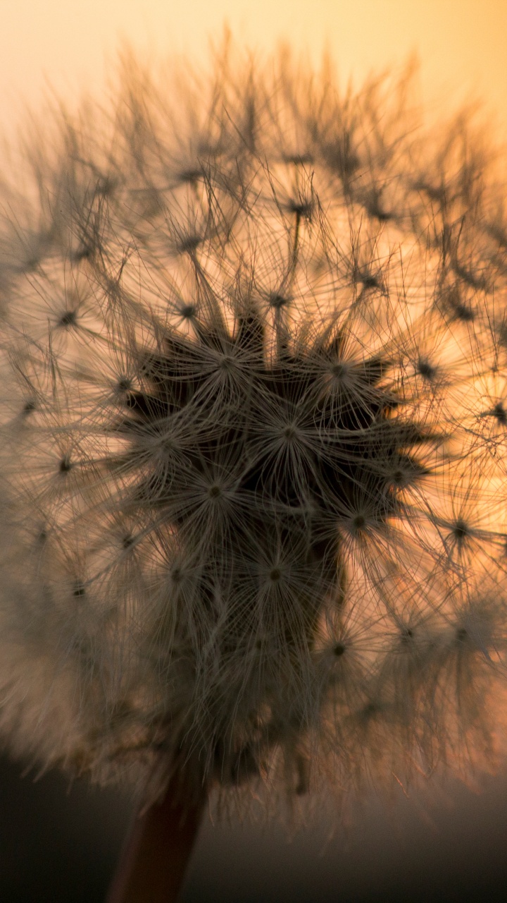 White Dandelion in Close up Photography. Wallpaper in 720x1280 Resolution