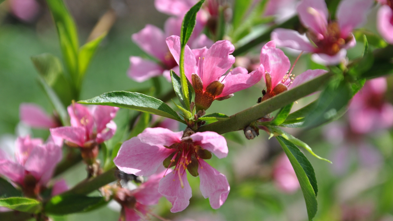 Pink Flower in Tilt Shift Lens. Wallpaper in 1280x720 Resolution