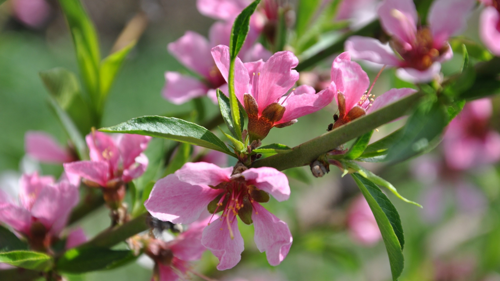 Pink Flower in Tilt Shift Lens. Wallpaper in 1920x1080 Resolution