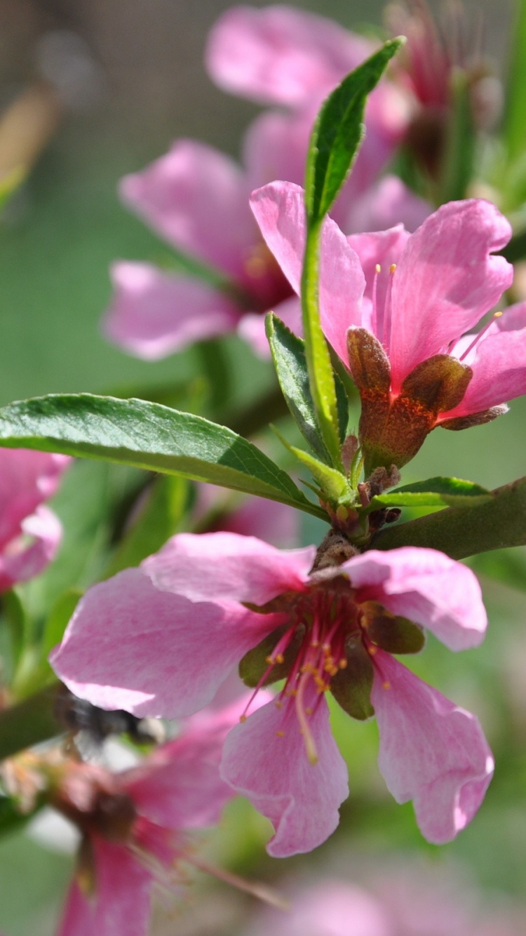 Rosa Blume in Tilt-Shift-Linse. Wallpaper in 750x1334 Resolution