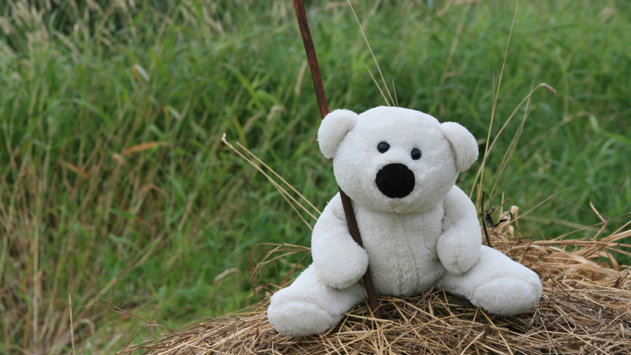 White Bear Plush Toy on Brown Dried Grass. Wallpaper in 1280x720 Resolution