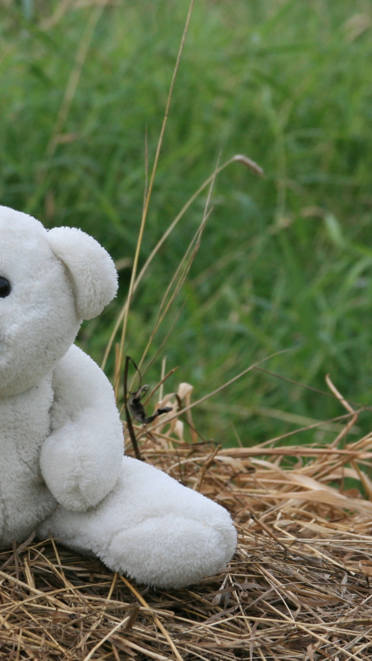 White Bear Plush Toy on Brown Dried Grass. Wallpaper in 750x1334 Resolution