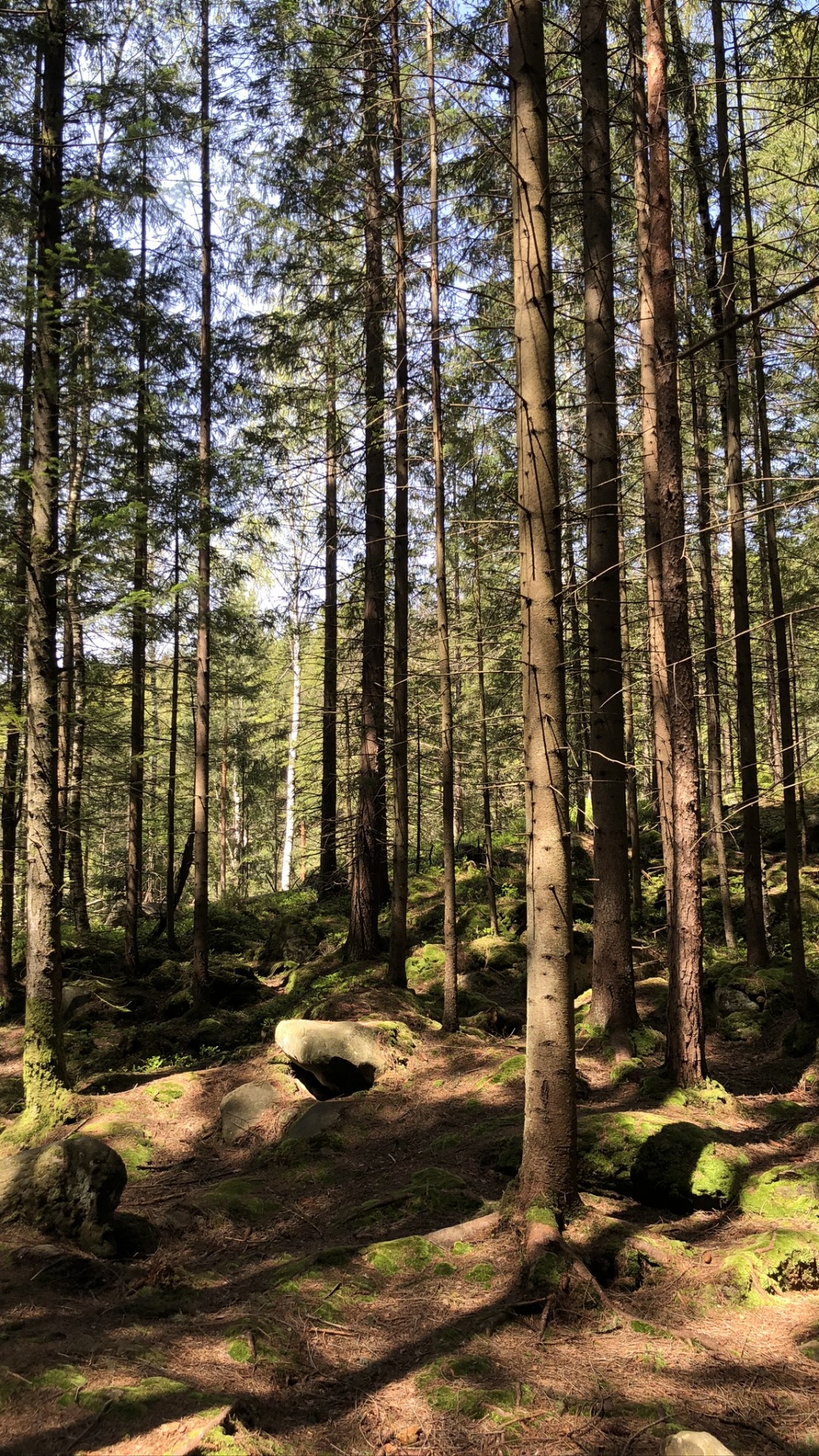 Woodland, Les Forêts de Conifères Tempérées, Environnement Naturel, Plante de la Communauté, Forêt. Wallpaper in 1080x1920 Resolution