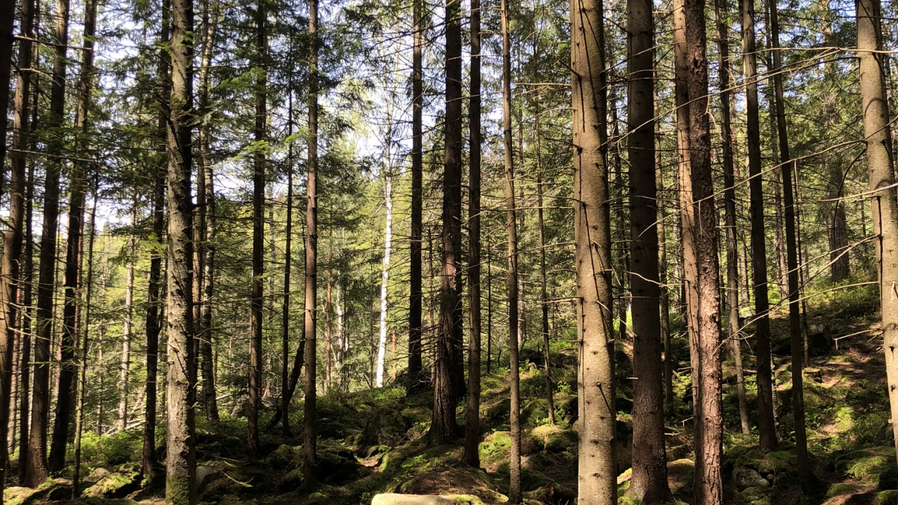 Woodland, Les Forêts de Conifères Tempérées, Environnement Naturel, Plante de la Communauté, Forêt. Wallpaper in 1280x720 Resolution
