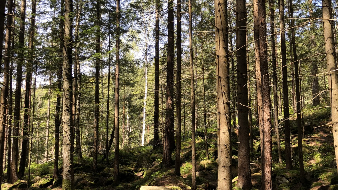 Woodland, Temperate Coniferous Forest, Natural Environment, Plant Community, Forest. Wallpaper in 1366x768 Resolution