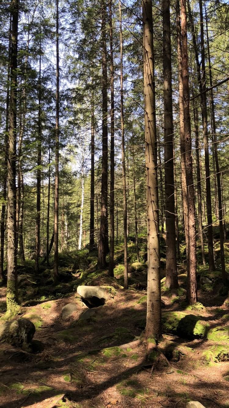 Woodland, Temperate Coniferous Forest, Natural Environment, Plant Community, Forest. Wallpaper in 750x1334 Resolution