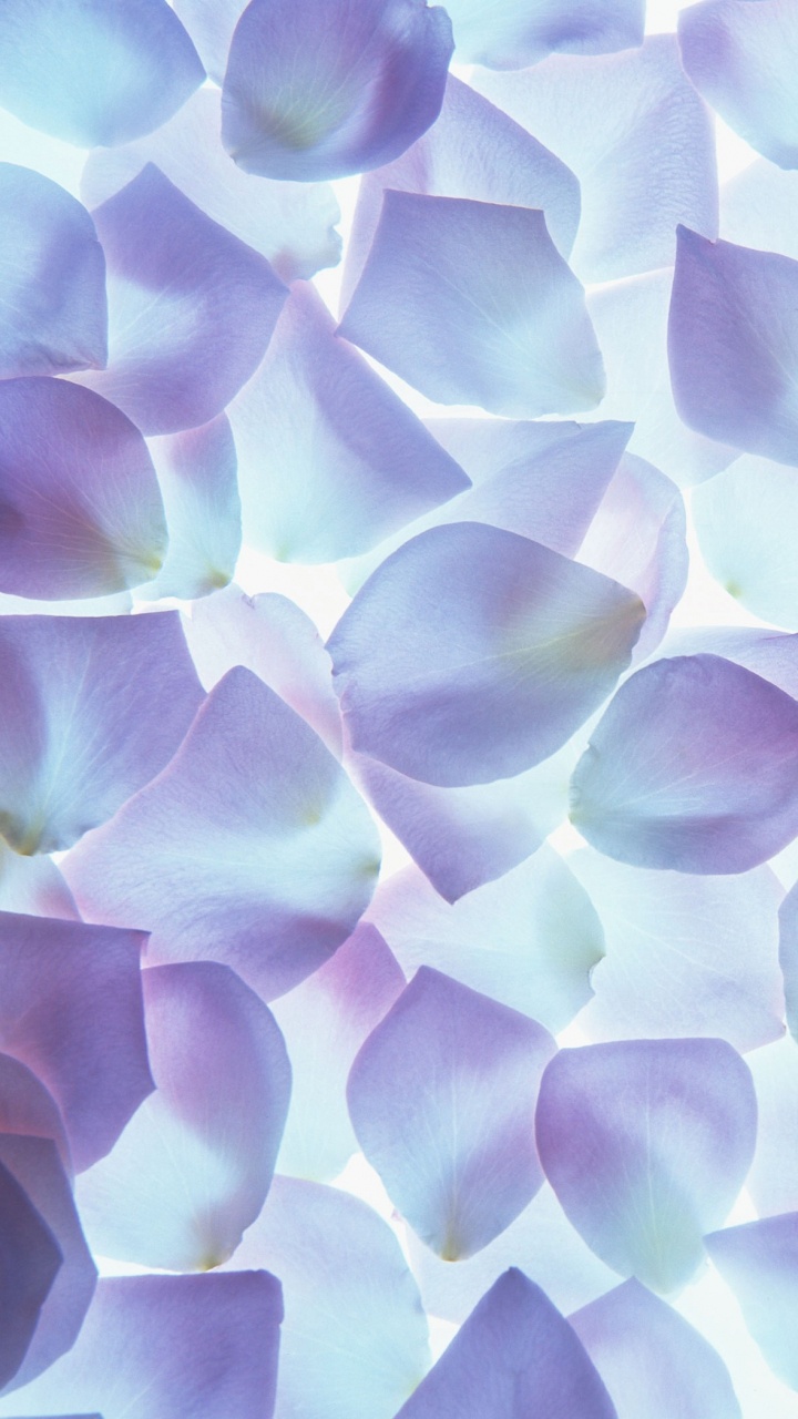 紫色的, 淡紫色的, 对称, 画布, Hewlett Packard 壁纸 720x1280 允许