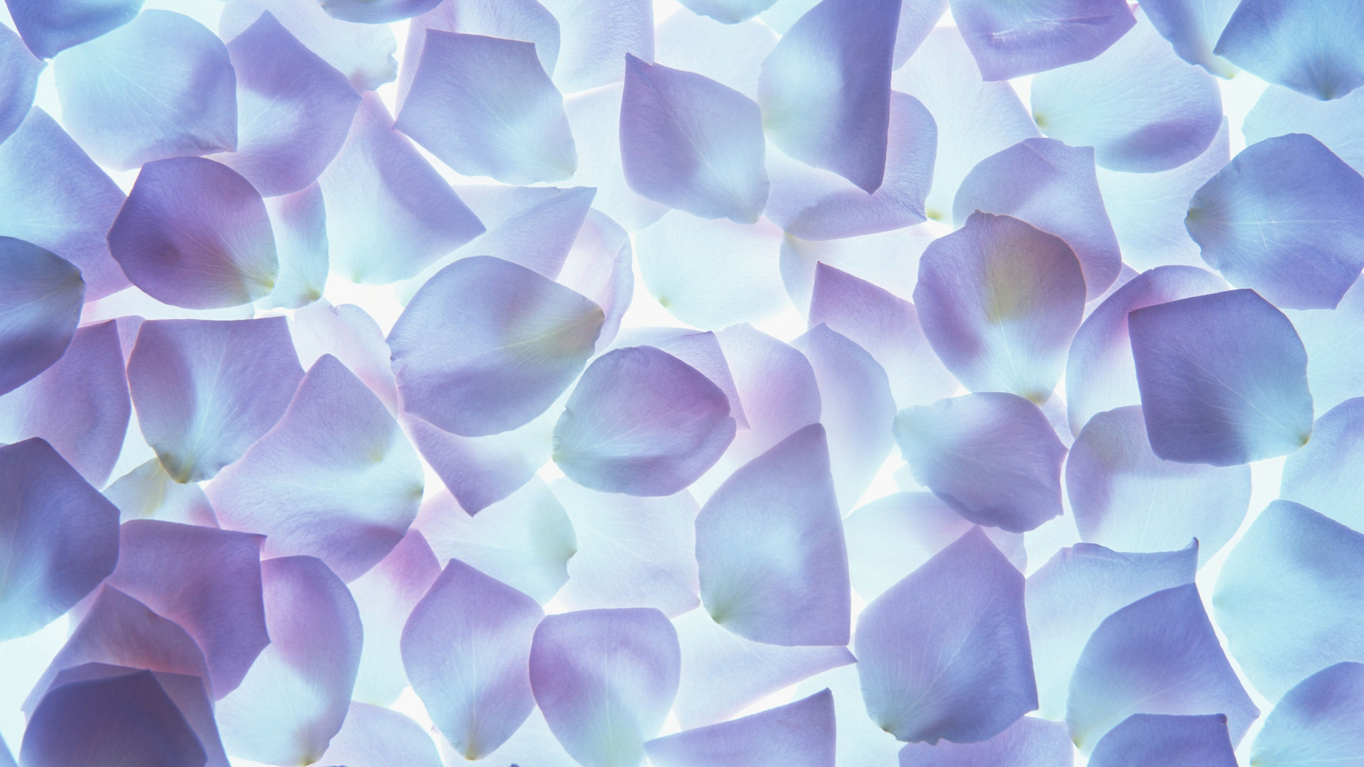 Grüne Und Gelbe Blätter in Nahaufnahmen. Wallpaper in 1920x1080 Resolution