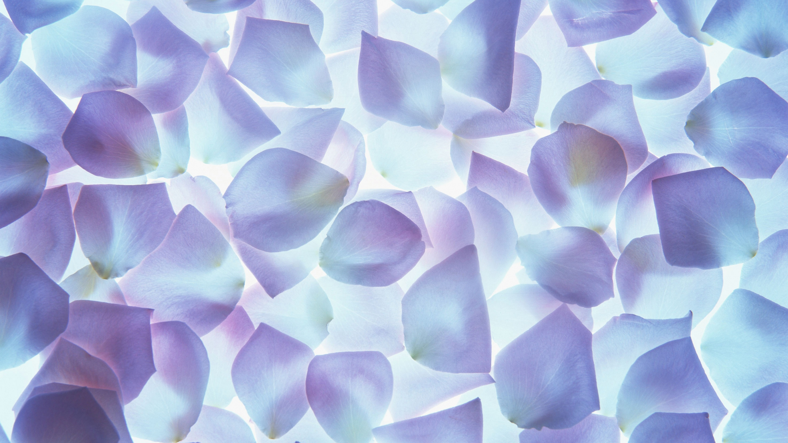 Feuilles Vertes et Jaunes en Photographie Rapprochée. Wallpaper in 2560x1440 Resolution