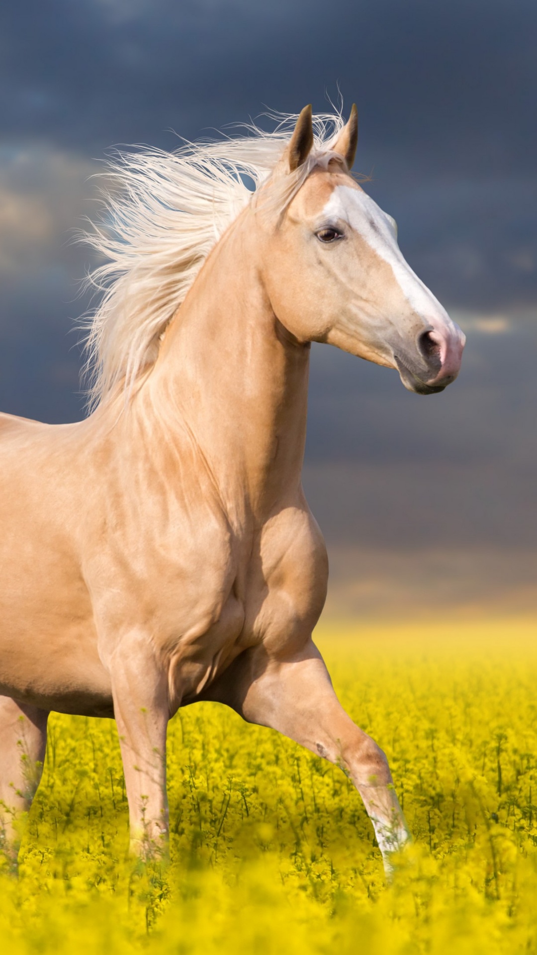 Caballo Marrón en Campo de Flores Amarillas Bajo el Cielo Nublado Durante el Día. Wallpaper in 1080x1920 Resolution