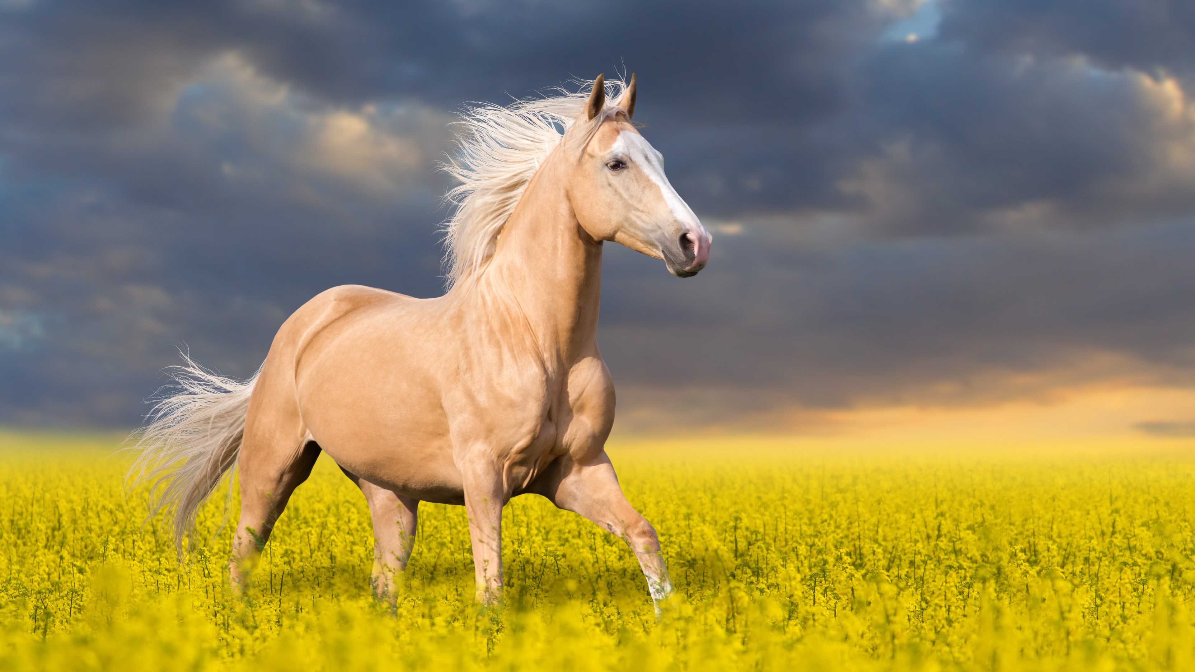 Cheval Brun Sur Champ de Fleurs Jaunes Sous Ciel Nuageux Pendant la Journée. Wallpaper in 3840x2160 Resolution