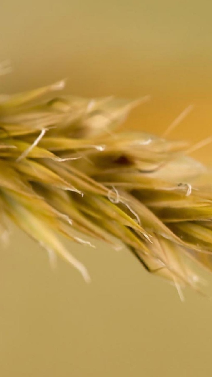 Papillon Brun et Blanc Sur Fleur Jaune. Wallpaper in 720x1280 Resolution