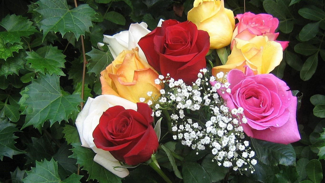 Rote Und Weiße Rosen Und Weiße Babys Atemblumen. Wallpaper in 1366x768 Resolution