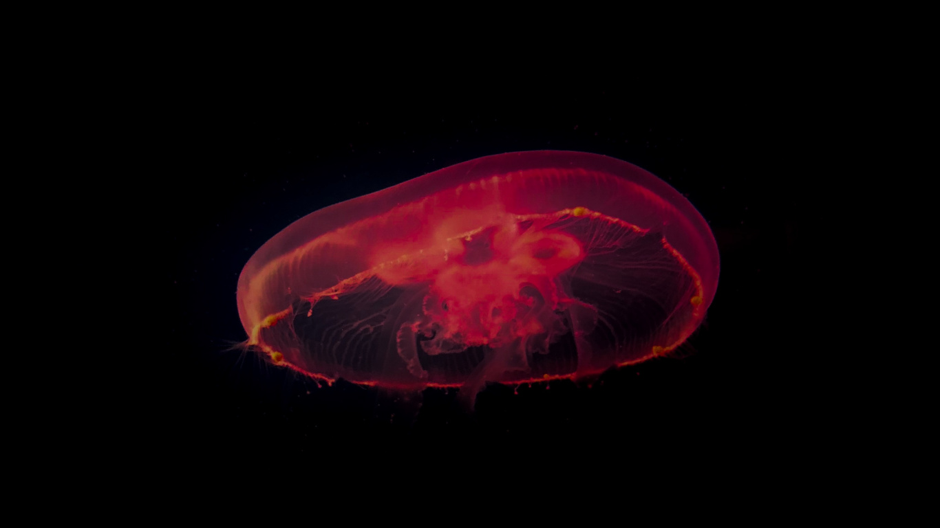 Ilustración de Medusas Rojas y Blancas. Wallpaper in 1366x768 Resolution