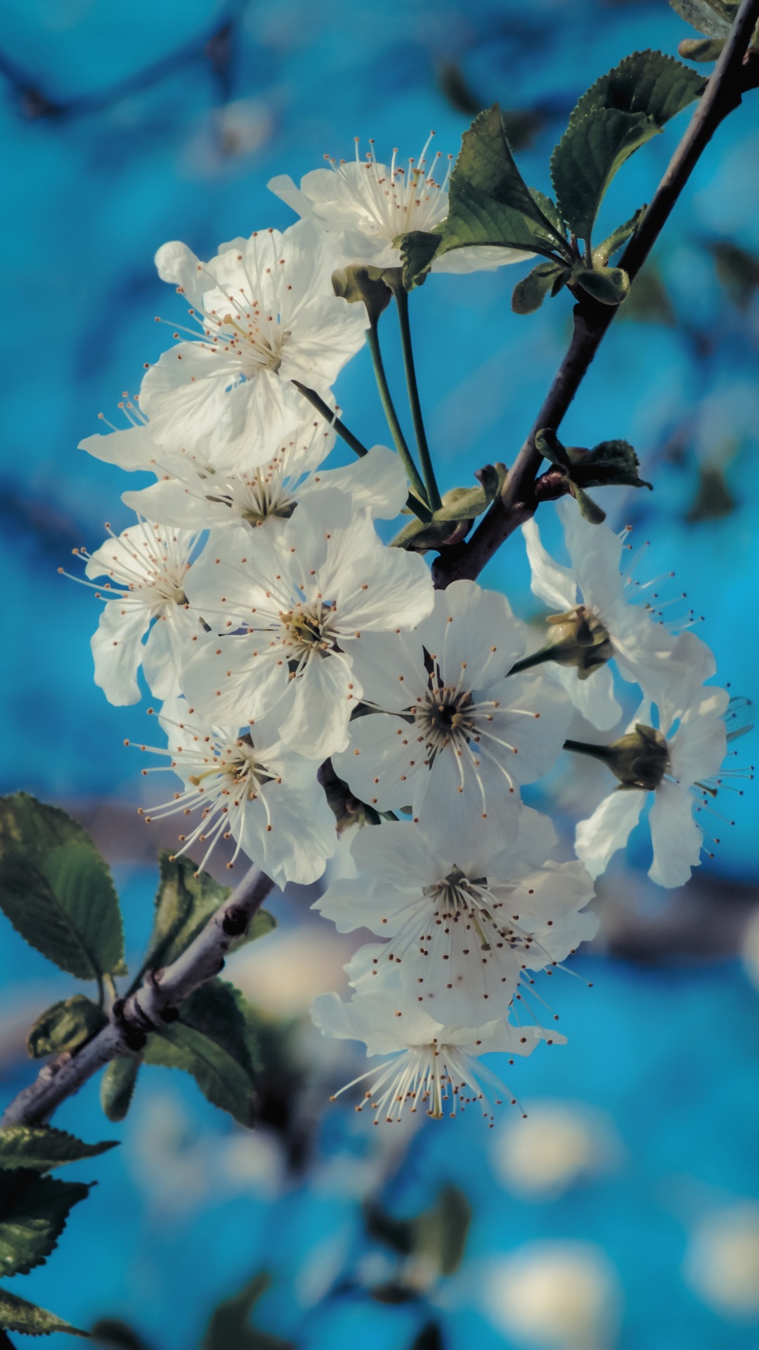Frühjahr, Branch, Blütenblatt, Prunus Spinosa, Himmel. Wallpaper in 1080x1920 Resolution