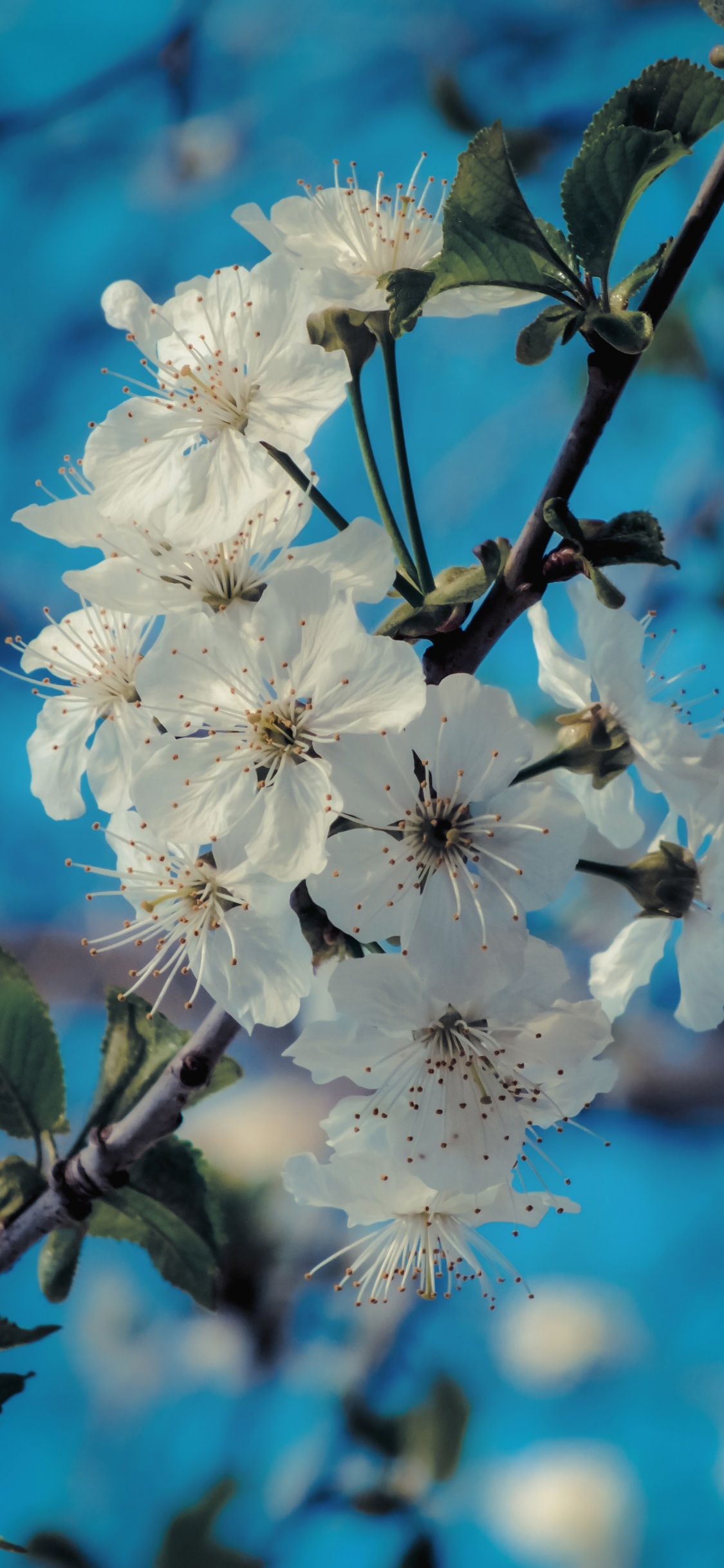 Frühjahr, Branch, Blütenblatt, Prunus Spinosa, Himmel. Wallpaper in 1125x2436 Resolution