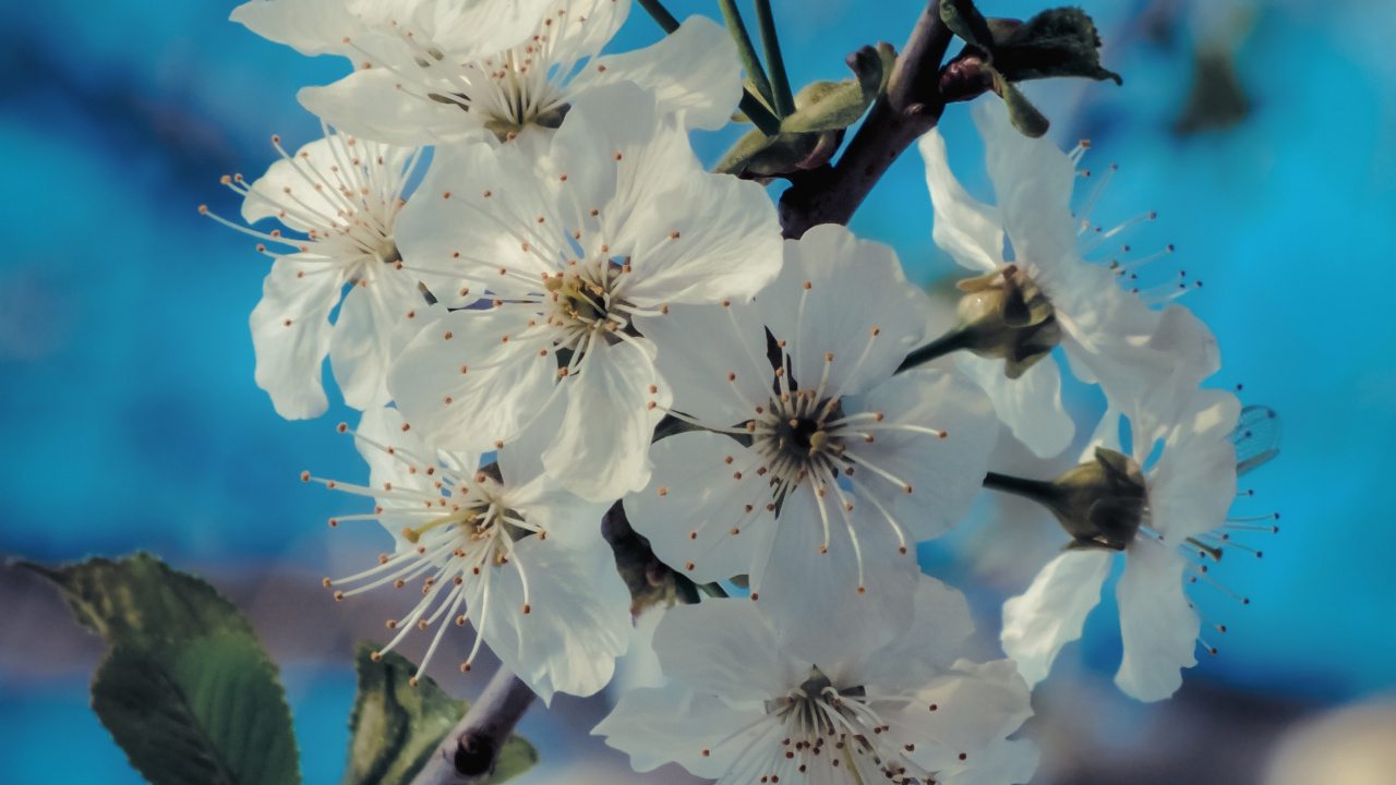 Frühjahr, Branch, Blütenblatt, Prunus Spinosa, Himmel. Wallpaper in 1280x720 Resolution