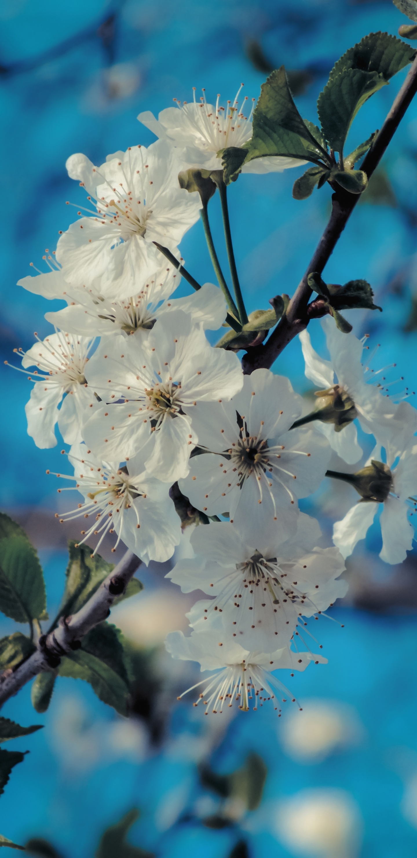 Frühjahr, Branch, Blütenblatt, Prunus Spinosa, Himmel. Wallpaper in 1440x2960 Resolution