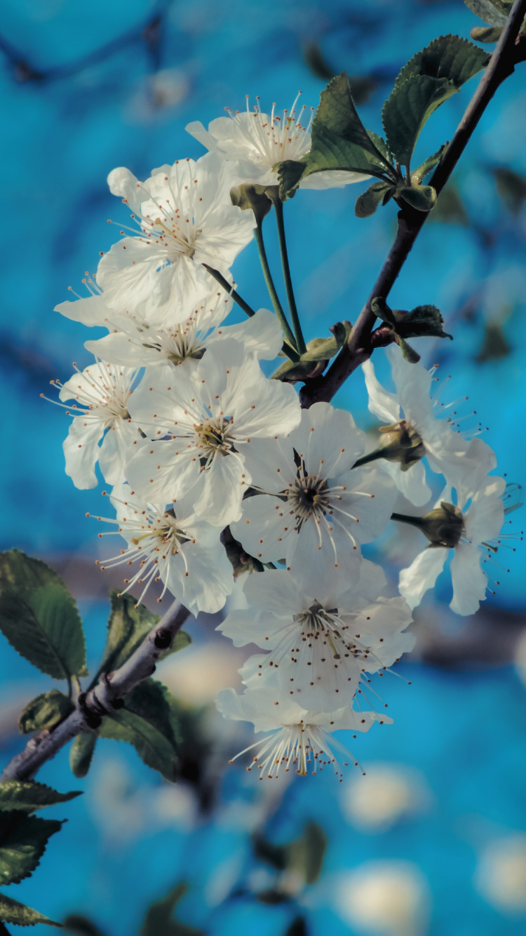 Frühjahr, Branch, Blütenblatt, Prunus Spinosa, Himmel. Wallpaper in 750x1334 Resolution