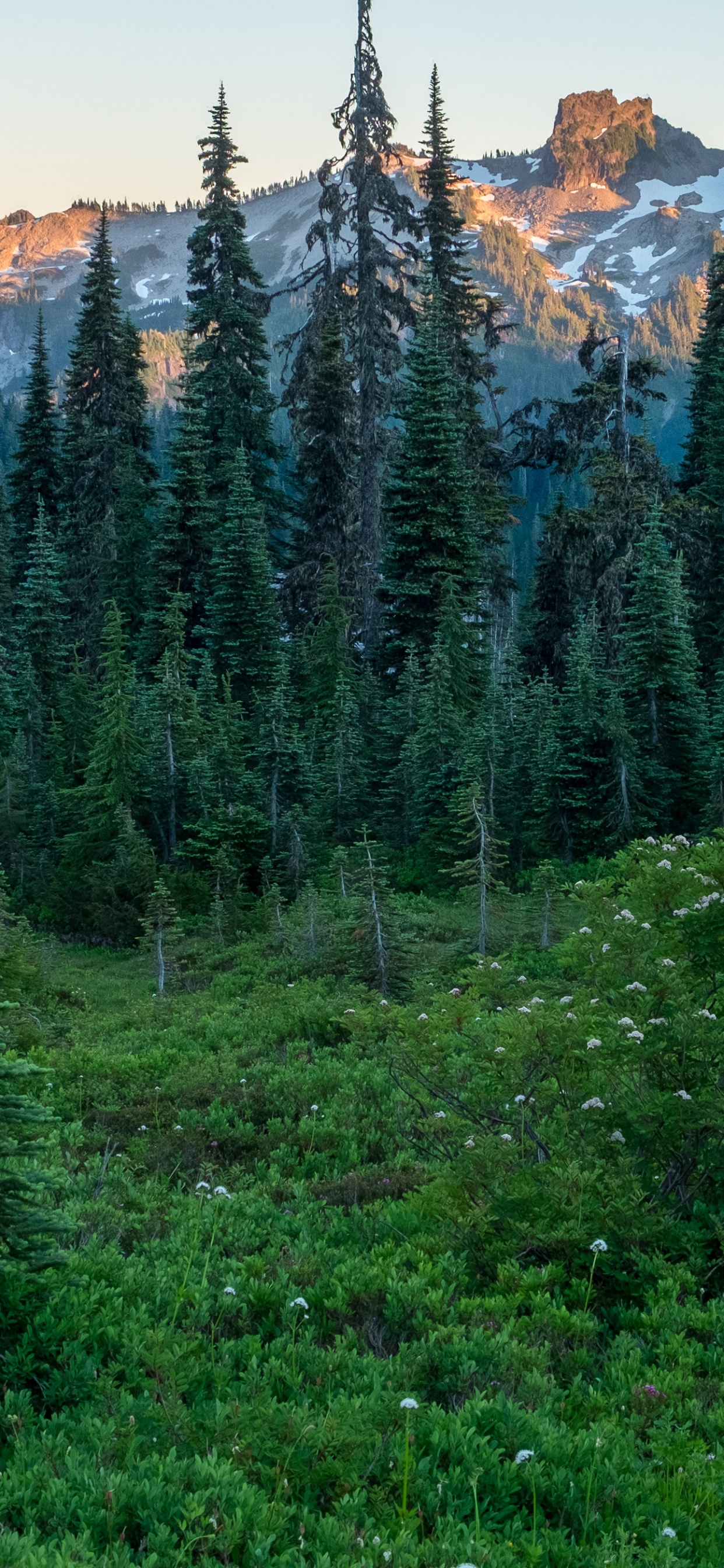 Green Pine Trees Near Brown Mountain During Daytime. Wallpaper in 1242x2688 Resolution