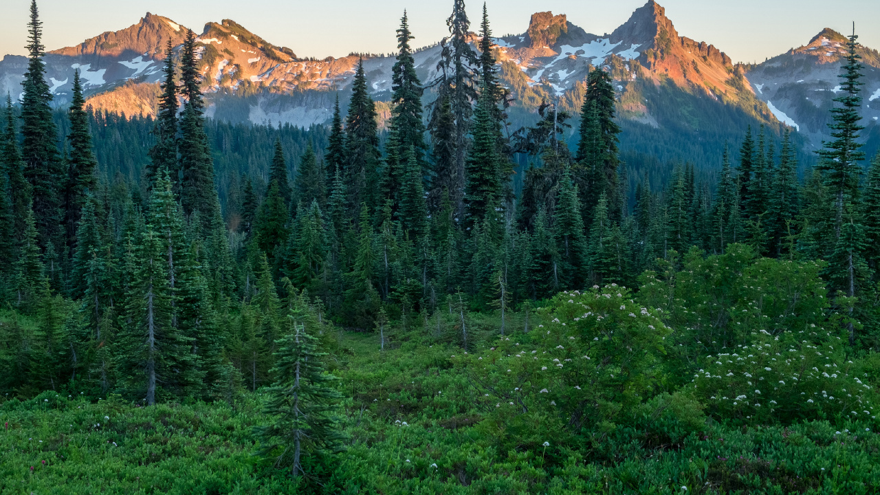 Green Pine Trees Near Brown Mountain During Daytime. Wallpaper in 1280x720 Resolution