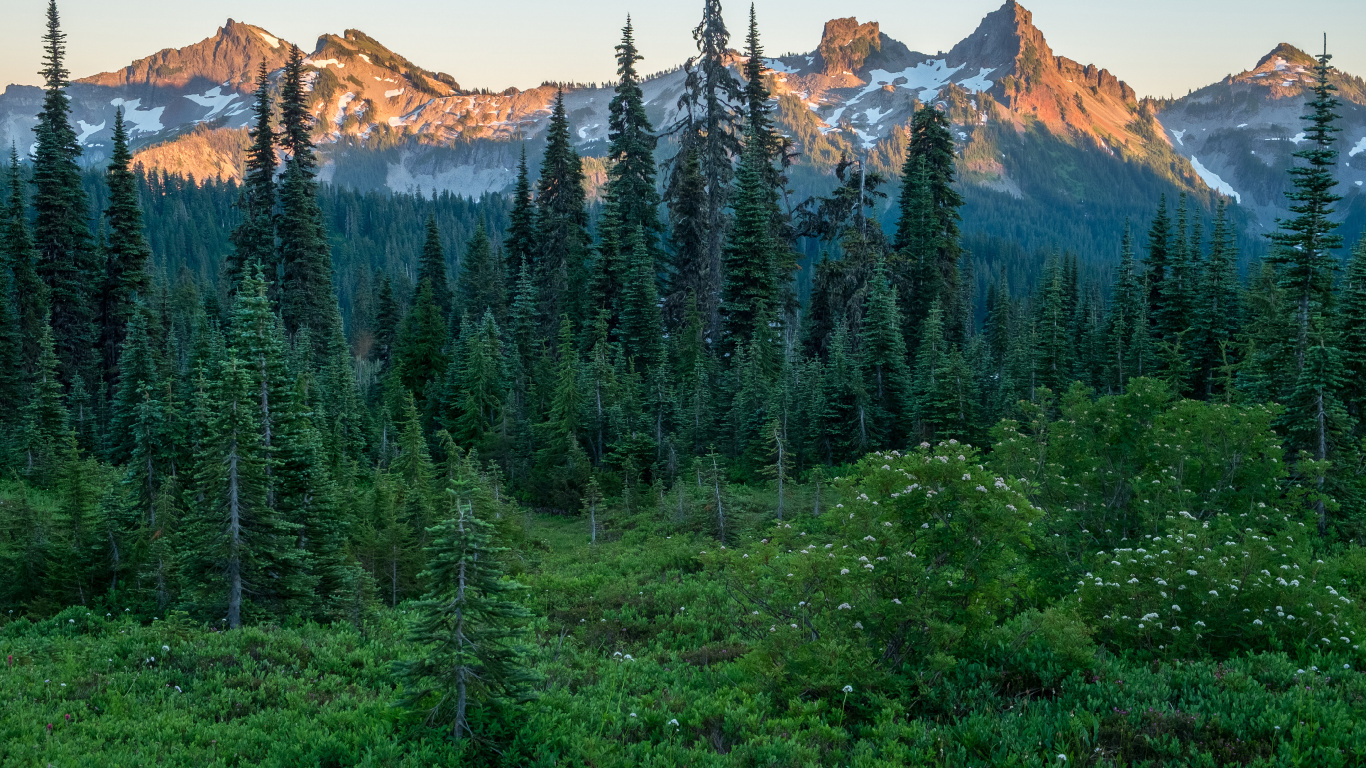 Green Pine Trees Near Brown Mountain During Daytime. Wallpaper in 1366x768 Resolution